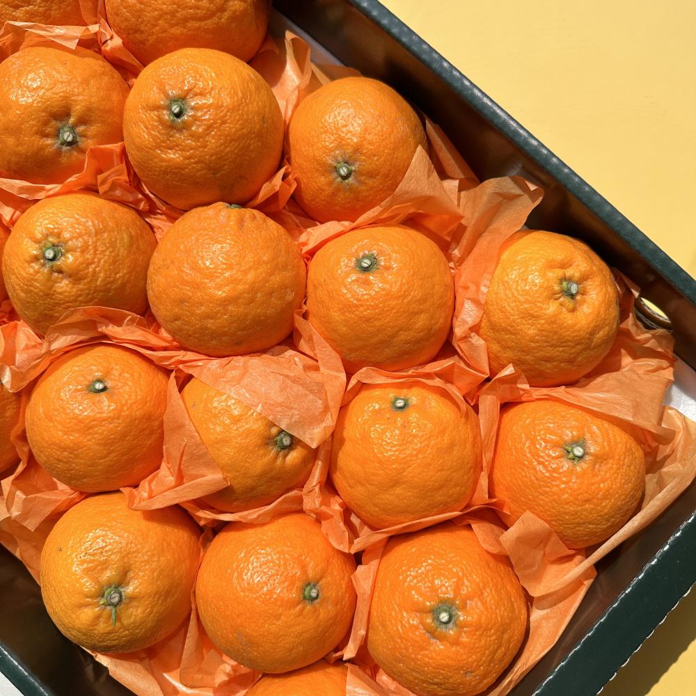 제주 카라향 정품 선물용 3kg 제철 제주도 과일 감귤