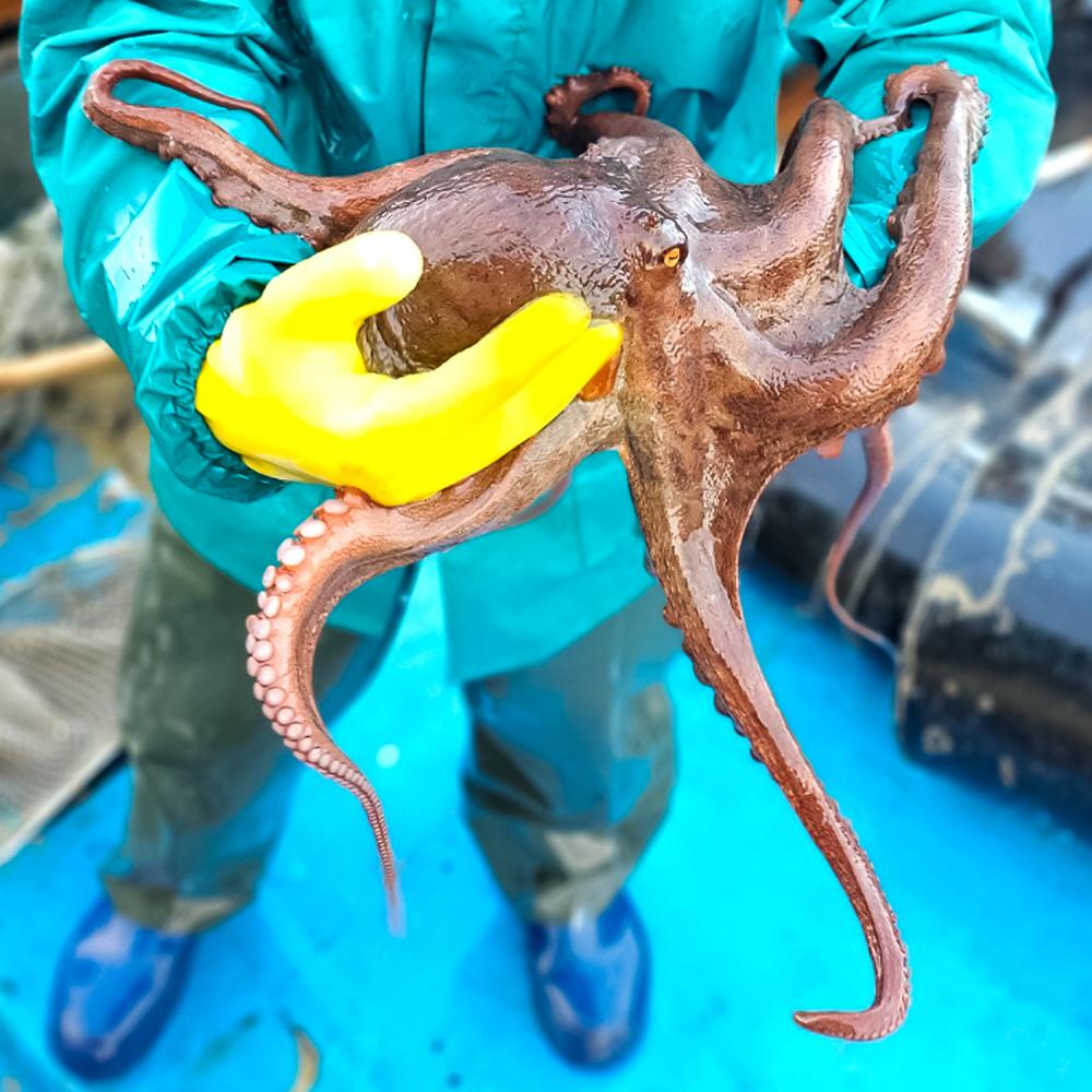 통영 돌문어 활문어 일반 1kg 1-6미 국내산 문어 생물