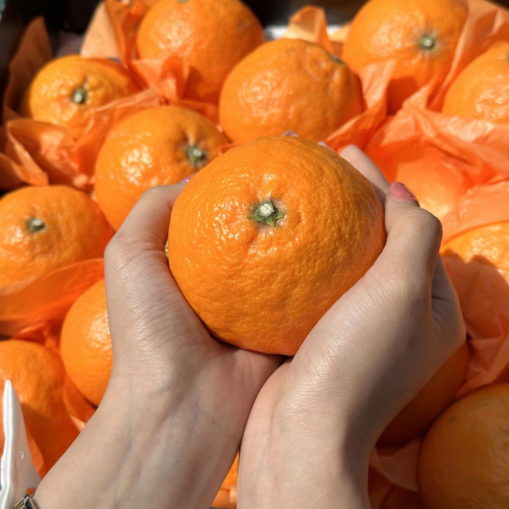 제주 카라향 정품 선물용 2kg 제철 제주도 과일 감귤