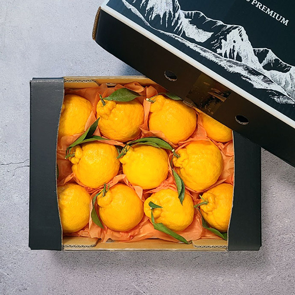명절선물 굿파머 제주 한라봉 선물세트 2.5kg 중과 11-14과 설날선물
