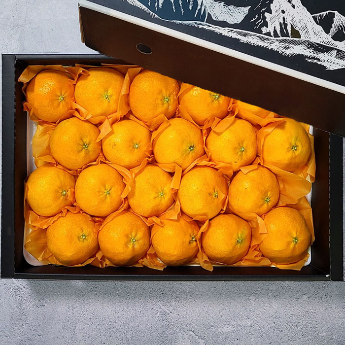 명절선물 제주 레드향 선물세트 4.5kg 소과 24-30과 제철과일