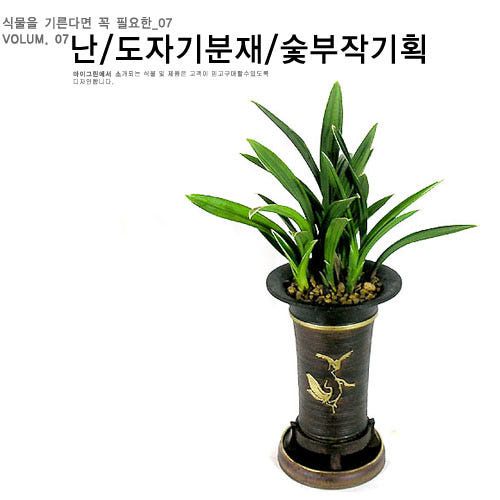 동양난 도자기분재 숯부작 가격 비교 마이그린 동양난 도자기분재 숯부작