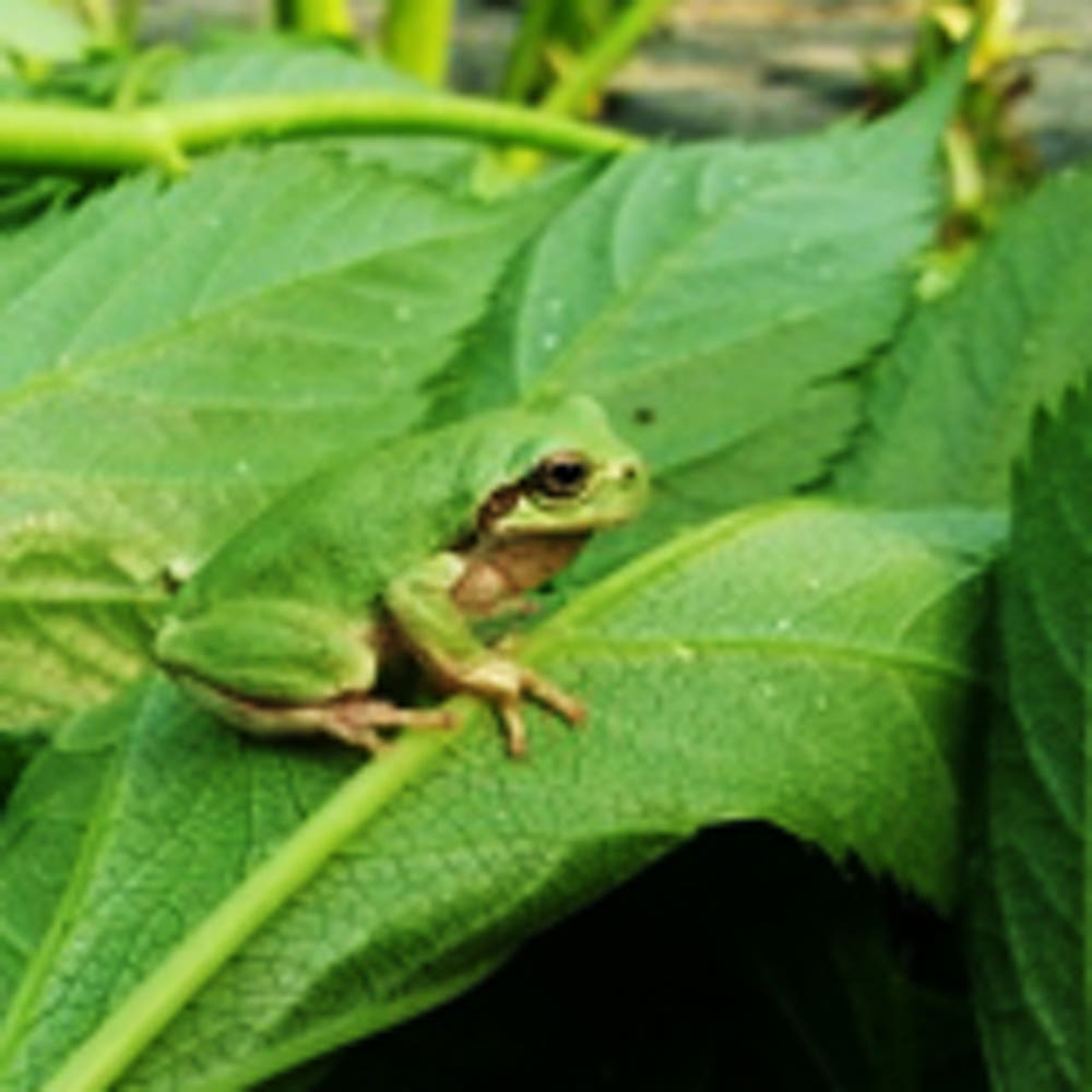MBC 생방송 오늘저녁 이 맛에 산다 청주 친환경 가족농장 알알이거둠터 온라인 주문하기 6월 18일 7 160