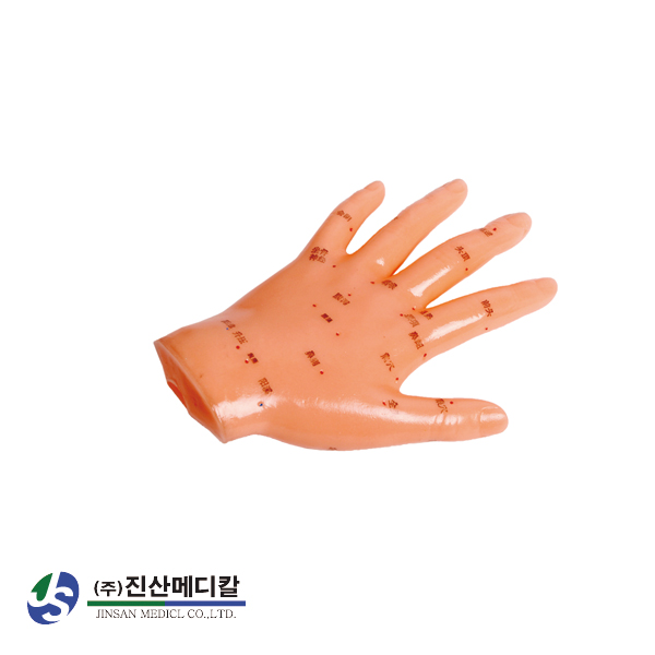 인체모형 손 경혈 모형 침술 경락 해부 침자리 혈자리 한의원 한의학 실습 교육 - 상품 이미지