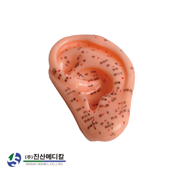 인체모형 귀 경혈 모형 침술 경락 해부 침자리 혈자리 한의원 한의학 실습 교육 소형 - 메인 이미지