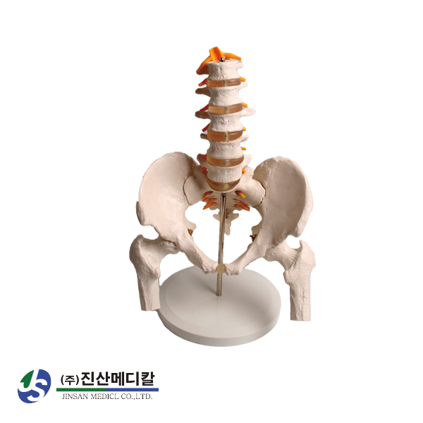 요추 골반 모형 교육 실습 교구 교육용 실습용 - 상품 이미지