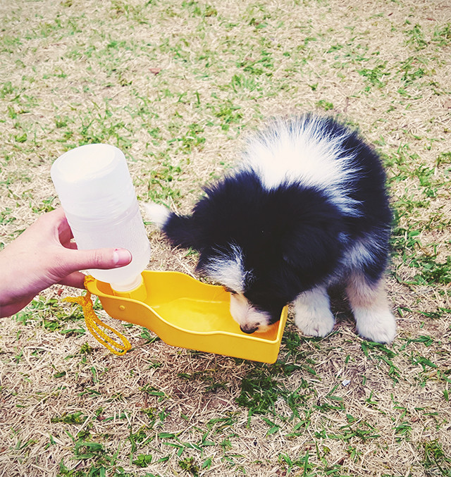 포터블 아웃도어 물병 - 휴대가 간편한 펫보틀 !