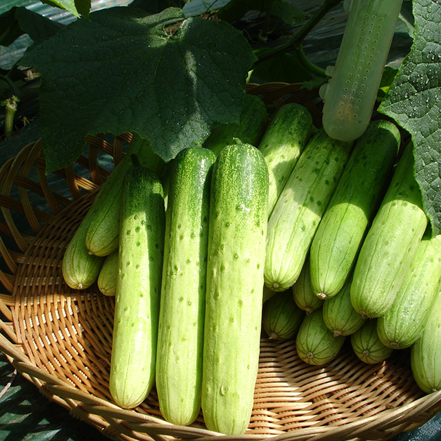 옛날 전통식 100% 국내산 오이지 오이절임 통오이지 상세 이미지 5