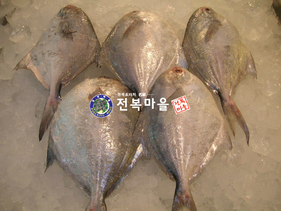생물병어(중) 1마리 병어회 새꼬시 병어찜 - 메인 이미지