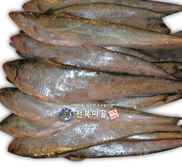 밴댕이 (구이용) 냉동 1.5kg 밴댕이 벤뎅이 생선구이 젓갈 - 메인 이미지