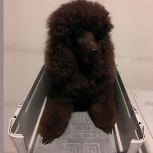 <b><p>Songwol towel grid Face bathroom Ft 52X40cm</p></b><b><p>ソンウォルタオル 格子 純綿 バスルーム 足マット 52×40cm ホテル 愛犬家の敷物</p></b><br /><br /><p align='center'>