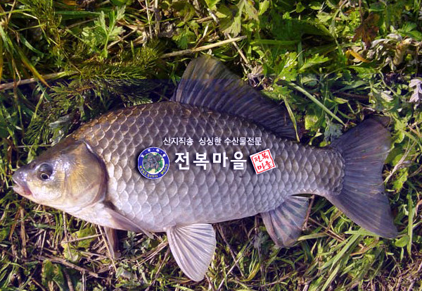 찜용붕어1kg 토종붕어찜 매운탕 민물고기 - 상품 이미지