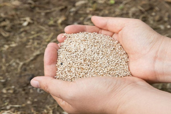 <b><p>Gift Set Koan same oil Swe Dostic Students</p></b><b><p>ギフトセット 韓国語 ごま油 香ばしい 国産の センドゥル 田舎 ら価格</p></b><br /><br /><p align='center'>