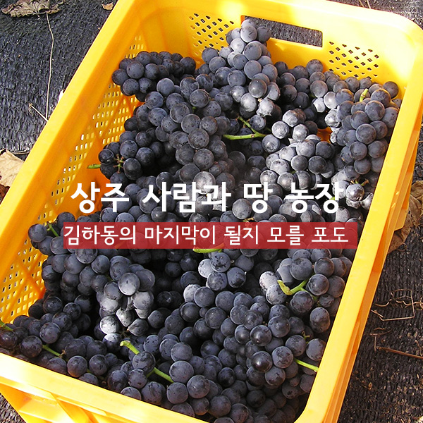 유기농 포도 캠벨 친환경 상주 사람과 땅농장 3k - 상세 이미지 3