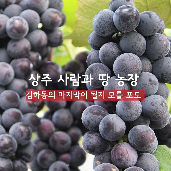 유기농 포도 캠벨 친환경 상주 사람과 땅농장 3k - 상세 이미지 2