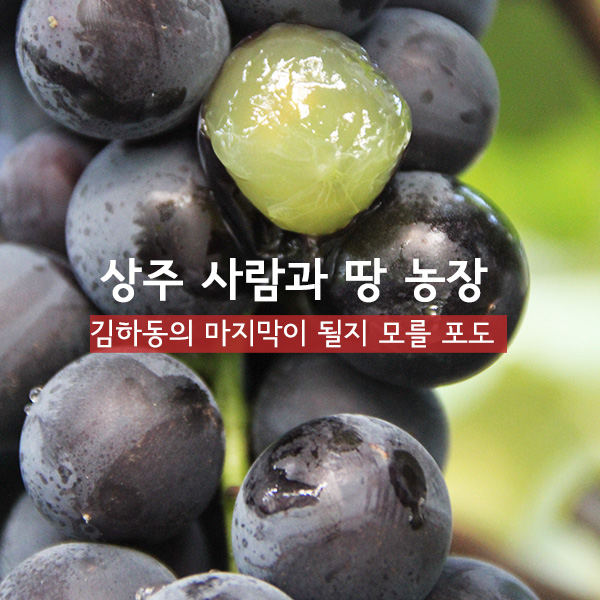 유기농 포도 캠벨 친환경 1.5k 상주 사람과 땅 농장 - 상품 이미지