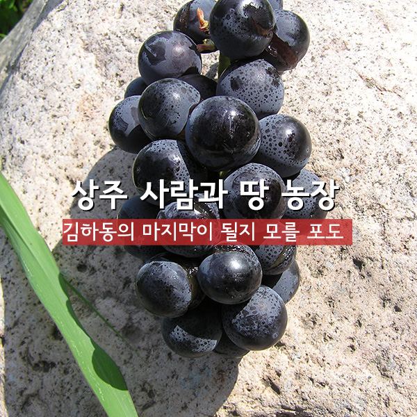 유기농 포도 캠벨 친환경 상주 사람과 땅농장 3k - 상세 이미지 4