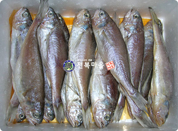 손질조기 조기굴비(대) 5마리 반건조 목포참조기