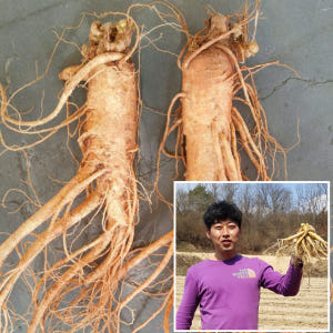 금산수삼시장 오쿠홍삼용 인삼 세척파삼 300g 맛있게 먹은 솔직 후기 - 상품 이미지 3