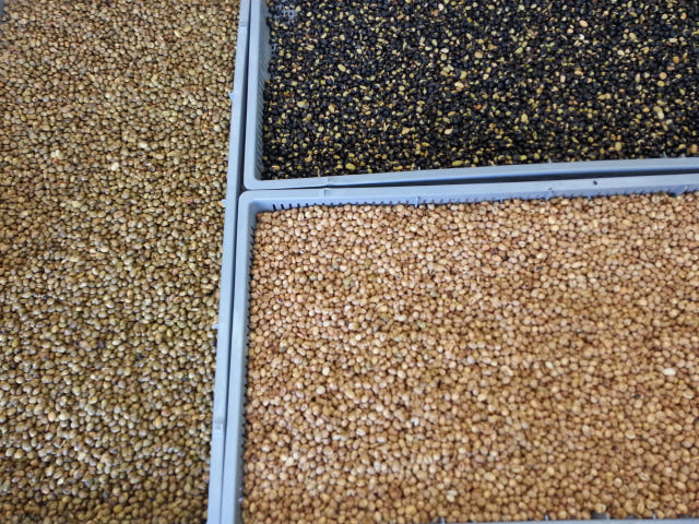 <b><p>Zandari Village Community Kore bes Roasted</p></b><b><p>ジャンダリ村共同体 Korean豆 ロースト ソリテ 黒きな粉 天然調味料</p></b><br /><br /><p align='center'>