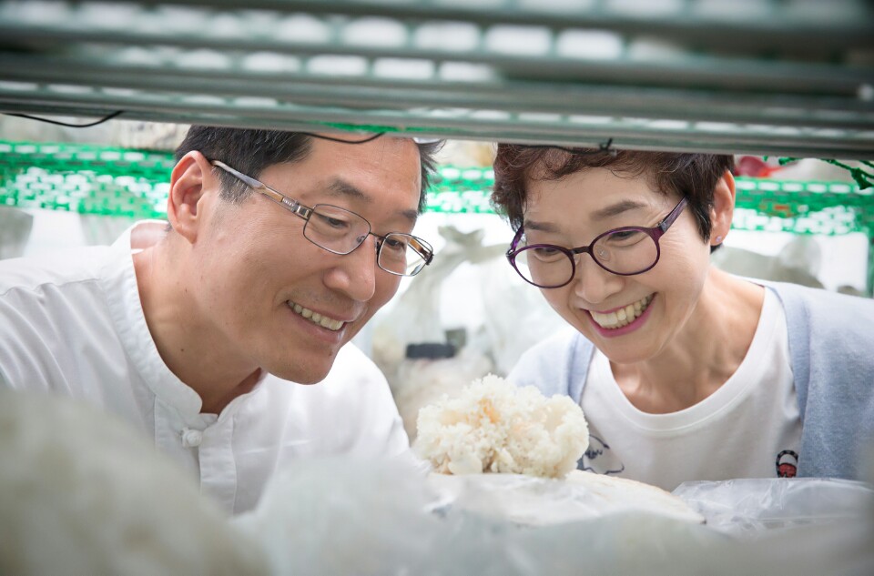 경신바이오 꽃송이버섯 효소 고급 건강식품 영양제 분말 특 90포 이미지 8