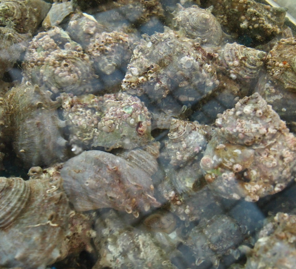 자연산 뿔소라 꾸죽1kg 뿔고둥 자연산소라 자연산전복(조업당일발송상품) - 상세 이미지 3