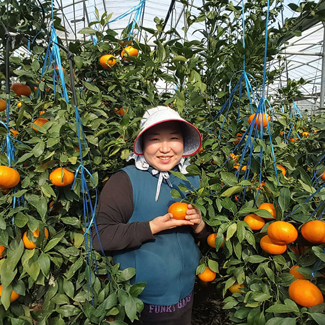 제주 레드향 직배송 프리미엄 가정용 선물세트