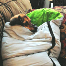 알콧 슬리핑백 반려견 반려묘 침낭1