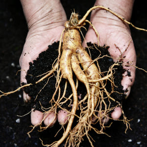 금산 참 인삼 수삼 난발삼 중 750g 12-15뿌리 한채 맛있게 먹은 솔직 후기 - 상품 이미지 2