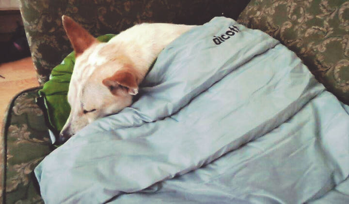 알콧 슬리핑백 반려견 반려묘 침낭2