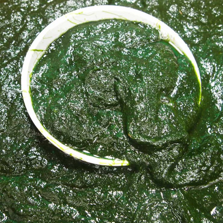 무안감태 냉동감태 3kg 찰감태 생물감태 가시파래