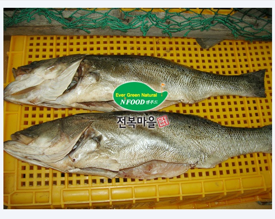 반건조 농어 1kg내외 1마리 말린농어 반건조생선 매운탕 찜