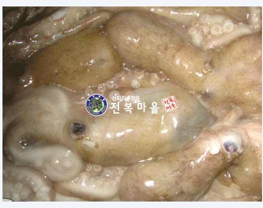 냉동낙지(대)900g (3-4마리) 낙지볶음 낙지전골