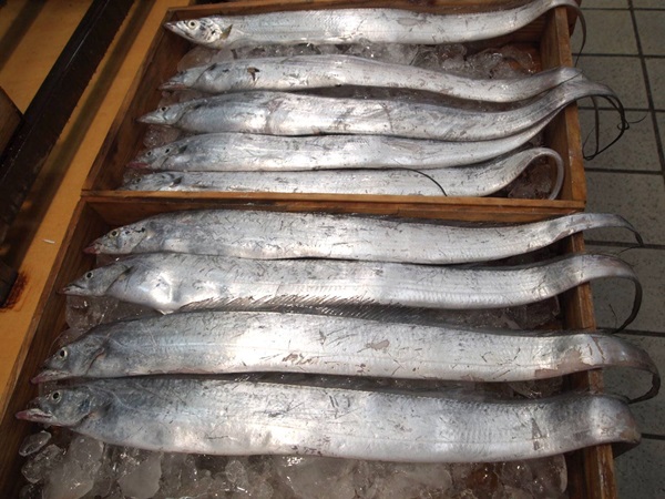 먹갈치 중갈치 1마리(300g내외) 생갈치 목포갈치 통갈치 생물갈치(조업당일상품)