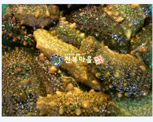 활해삼500g 1kg 국산해삼 생해삼 자연산 산지직송 - 상품 이미지