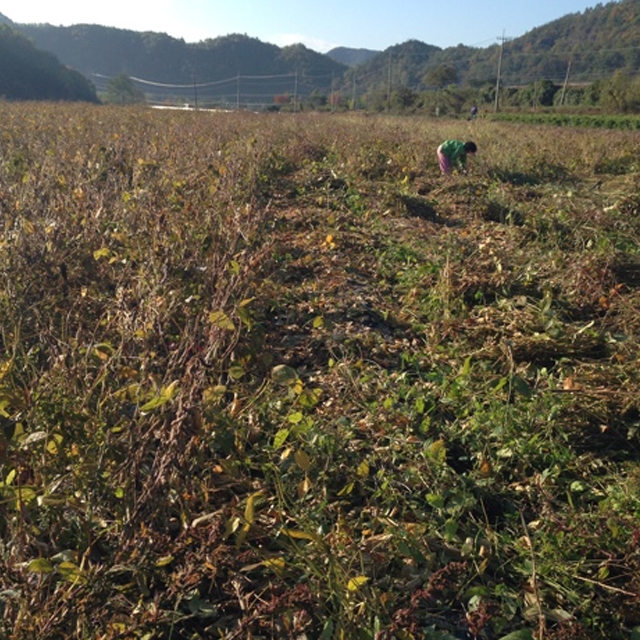 농부가 만든 경북영양 수제 국산고추장 메주 전통 고추장 500g - 상세 이미지 5
