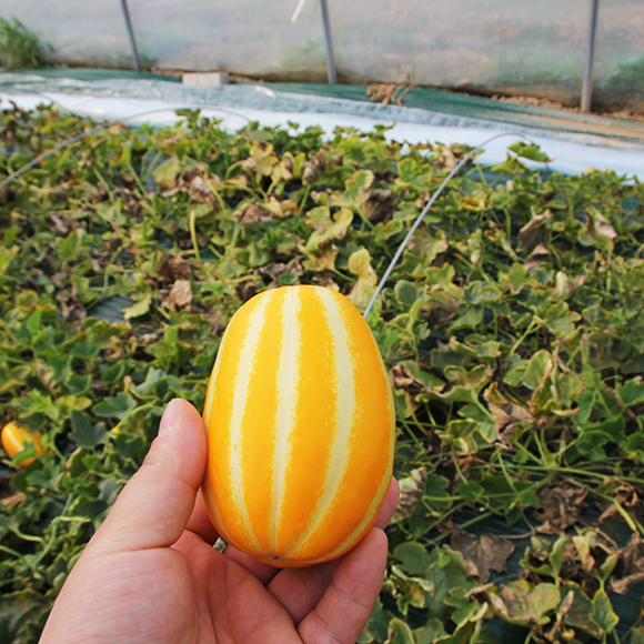 유기농 참외 참외 고르는법 참외 후기 참외 5kg 깊은 맛 참외