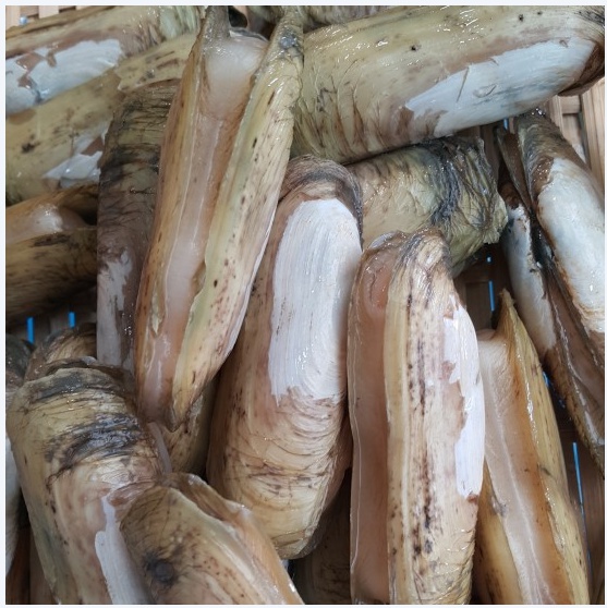 맛조개(대) 맛살조개 500g 조개구이 맛조개장(조업당일발송상품) - 상품 이미지