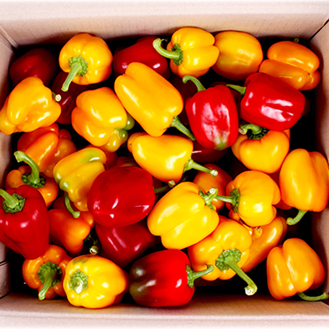 노랑 빨강혼합 실속형 파프리카 3kg