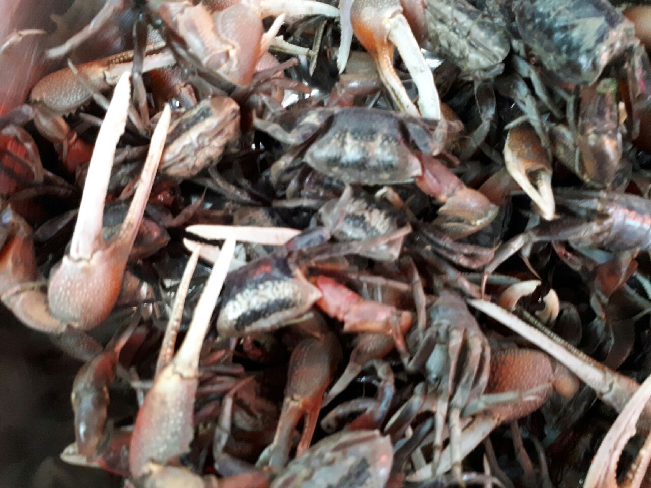 활농게 1kg (조업당일발송상품) 농개 뻘농게 붉은발농게 능쟁이게장 - 상세 이미지 3