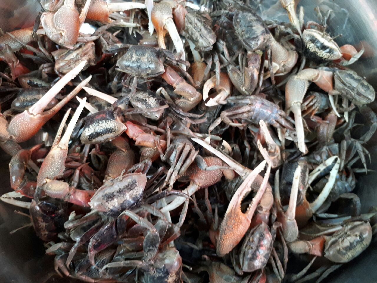 활농게 1kg (조업당일발송상품) 농개 뻘농게 붉은발농게 능쟁이게장