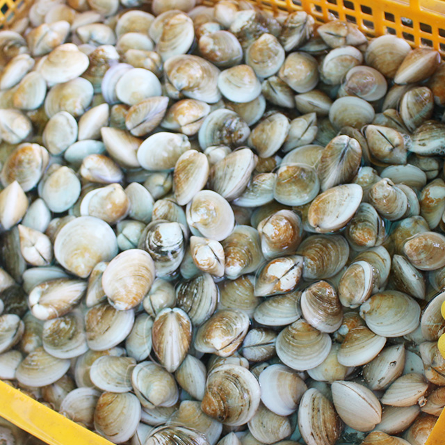 제철 해감 모시조개 1kg 흑모시 백모시 기무락 봉골레 조개 이미지 4