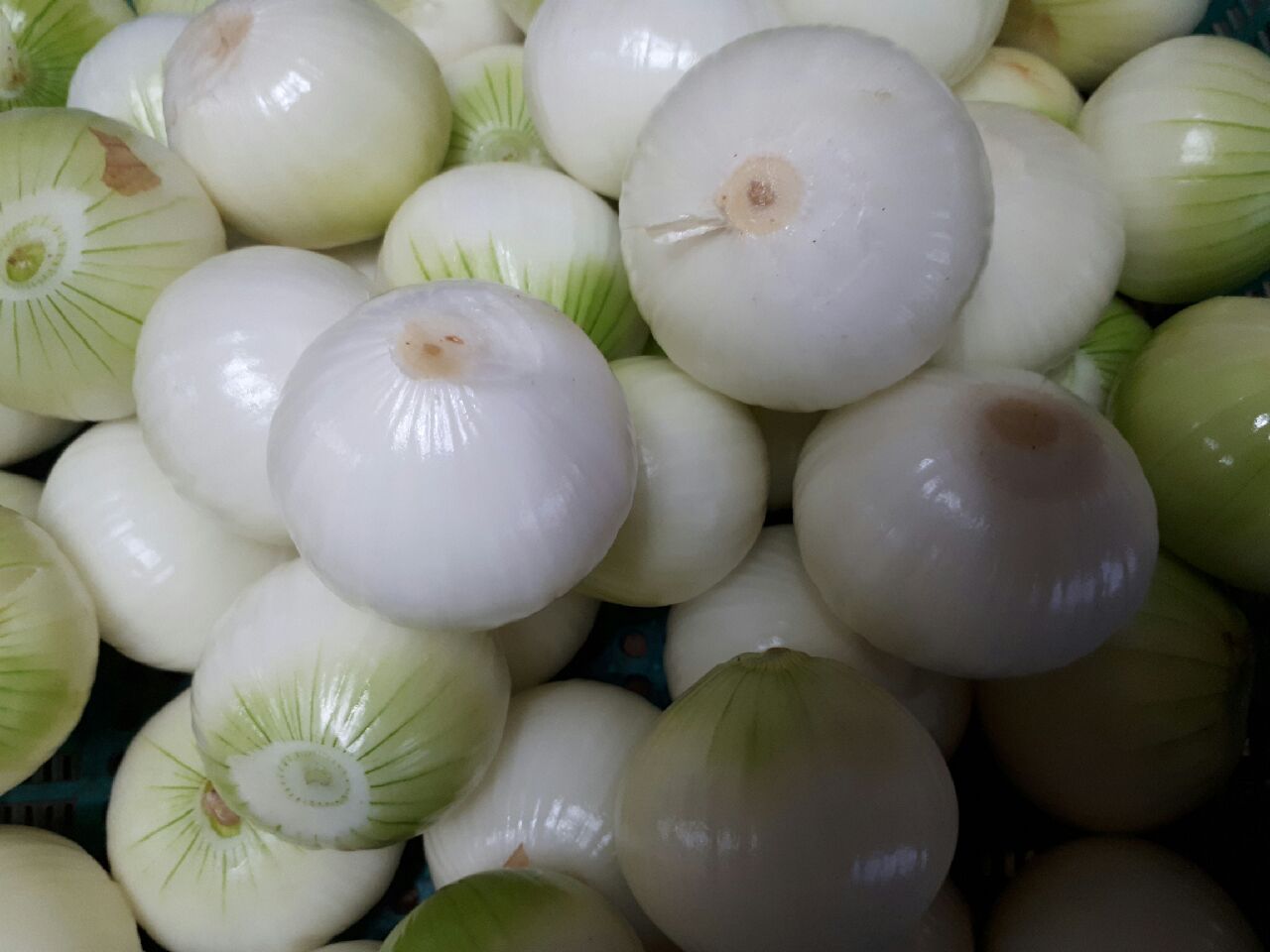 깐양파 무안양파 2kg 장아찌용 김치용 (예약주문상품) - 상품 이미지