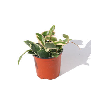 호야 넝쿨 실내음지 거실 그늘 키우기쉬운 실내공기정화식물화초 인테리어거실... 실사용 후기 | 효과 있을까? - 상품 이미지 1