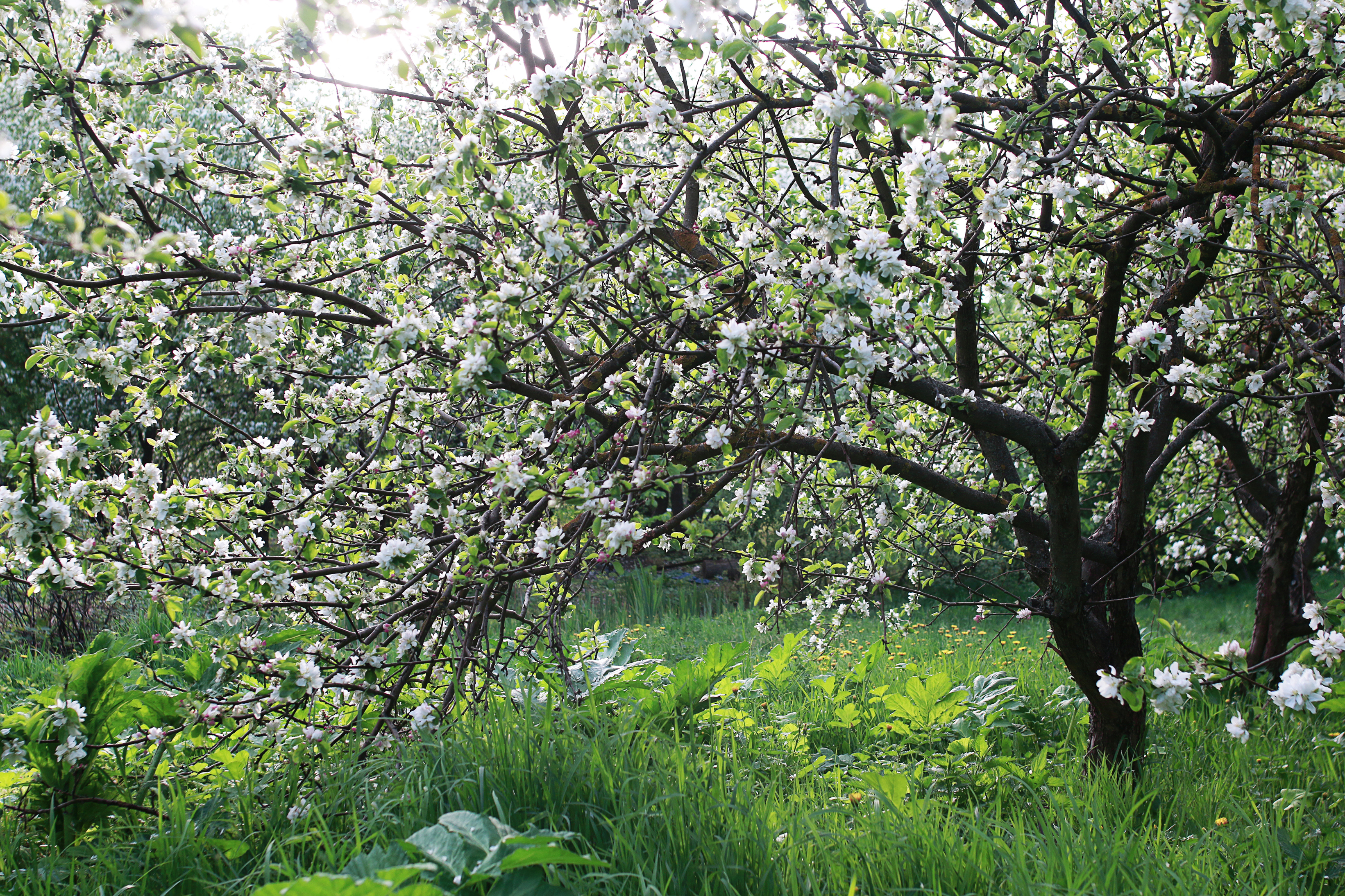 <b><p>Korean Kim Hye-ok Praised 10 tes condensing</p></b><b><p>韓国語 ギムヒェオクが 絶賛した 10空腹凝縮 0％ プトサグァ 粉末</p></b><br /><br /><p align='center'>