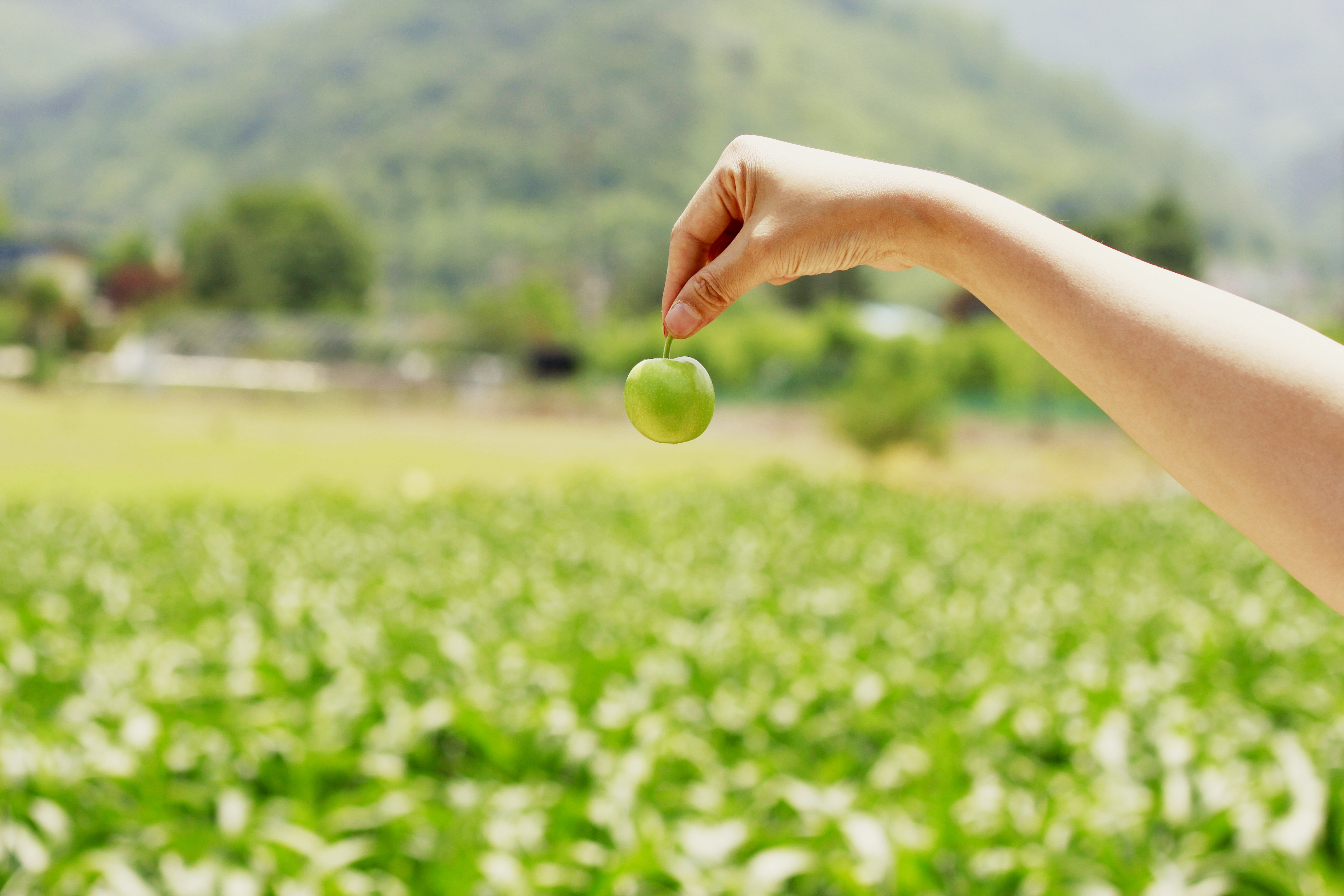 <b><p>Korean Kim Hye-ok Praised 10 tes condensing</p></b><b><p>韓国語 ギムヒェオクが 絶賛した 10空腹凝縮 0％ プトサグァ 粉末</p></b><br /><br /><p align='center'>