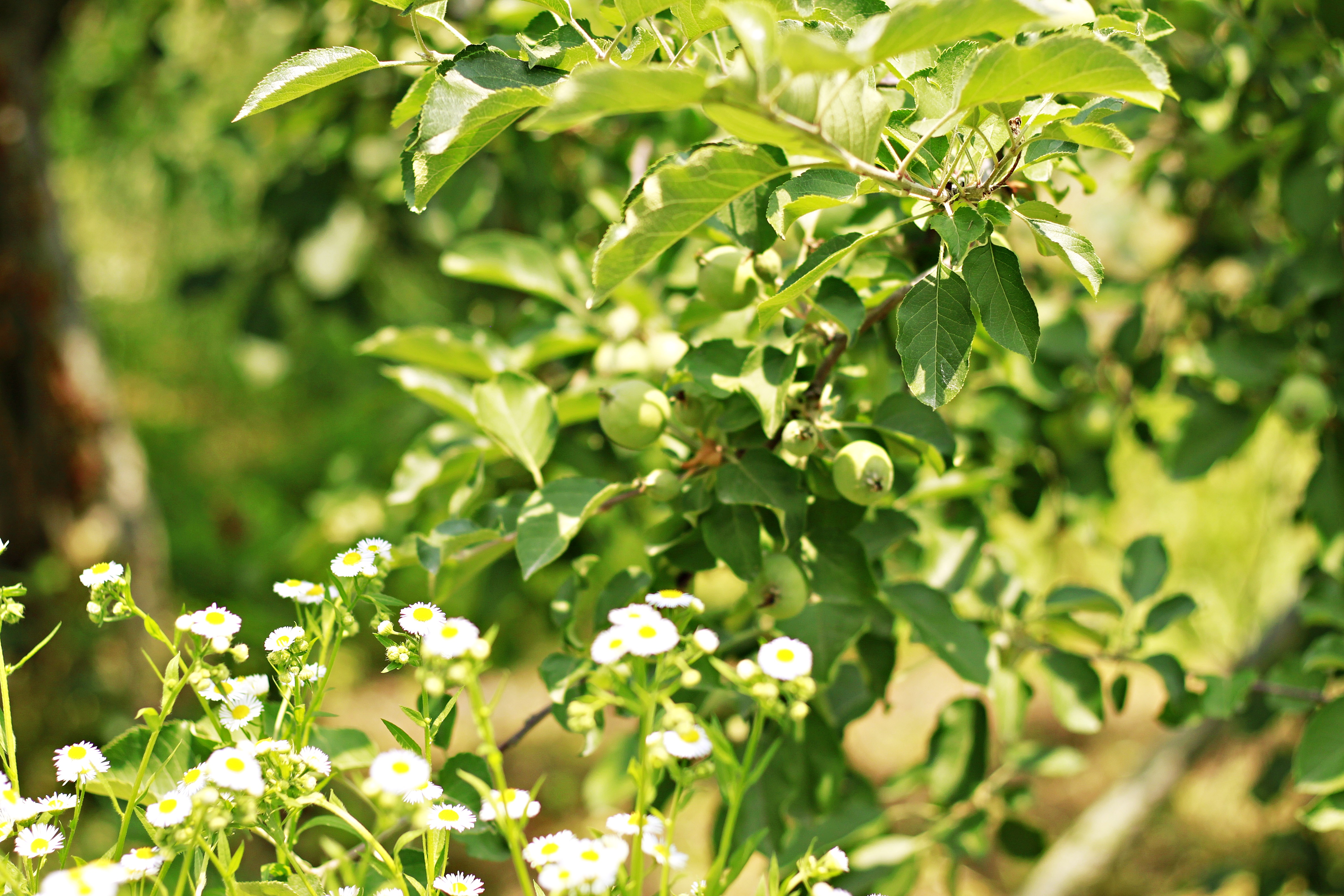 <b><p>Korean Kim Hye-ok Praised 10 tes condensing</p></b><b><p>韓国語 ギムヒェオクが 絶賛した 10空腹凝縮 0％ プトサグァ 粉末</p></b><br /><br /><p align='center'>