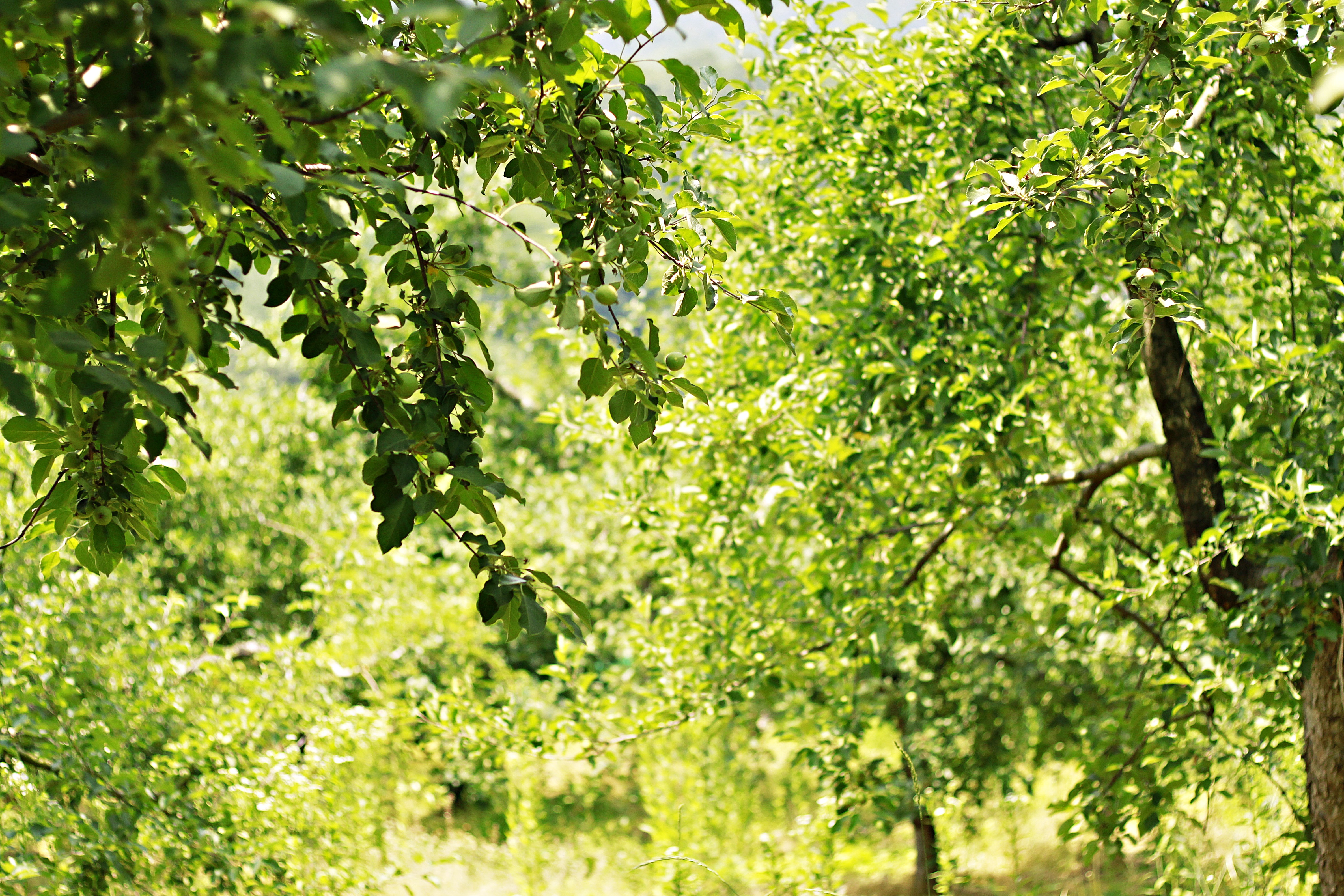 <b><p>Korean Kim Hye-ok Praised 10 tes condensing</p></b><b><p>韓国語 ギムヒェオクが 絶賛した 10空腹凝縮 0％ プトサグァ 粉末</p></b><br /><br /><p align='center'>