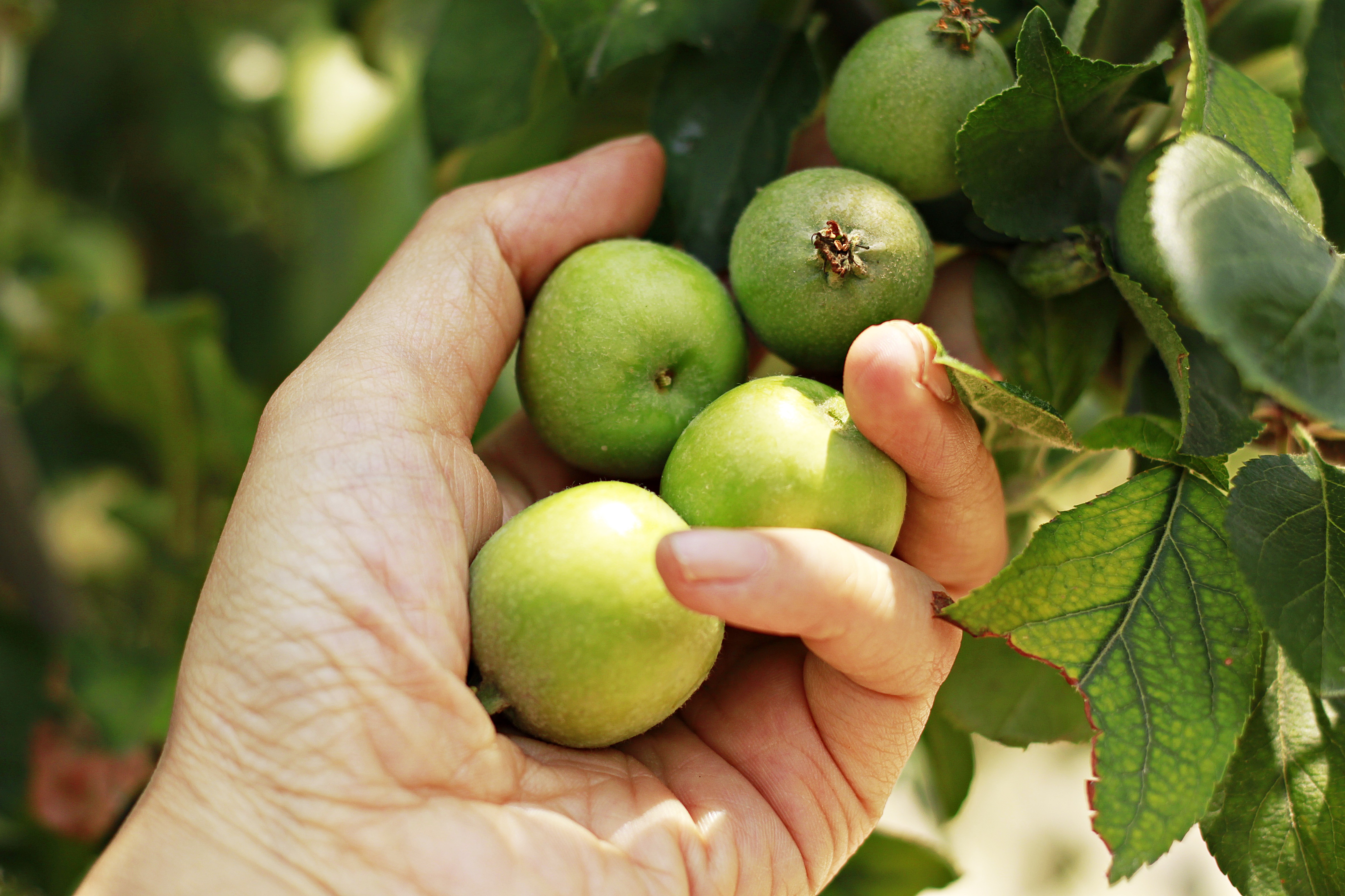 <b><p>Korean Kim Hye-ok Praised 10 tes condensing</p></b><b><p>韓国語 ギムヒェオクが 絶賛した 10空腹凝縮 0％ プトサグァ 粉末</p></b><br /><br /><p align='center'>