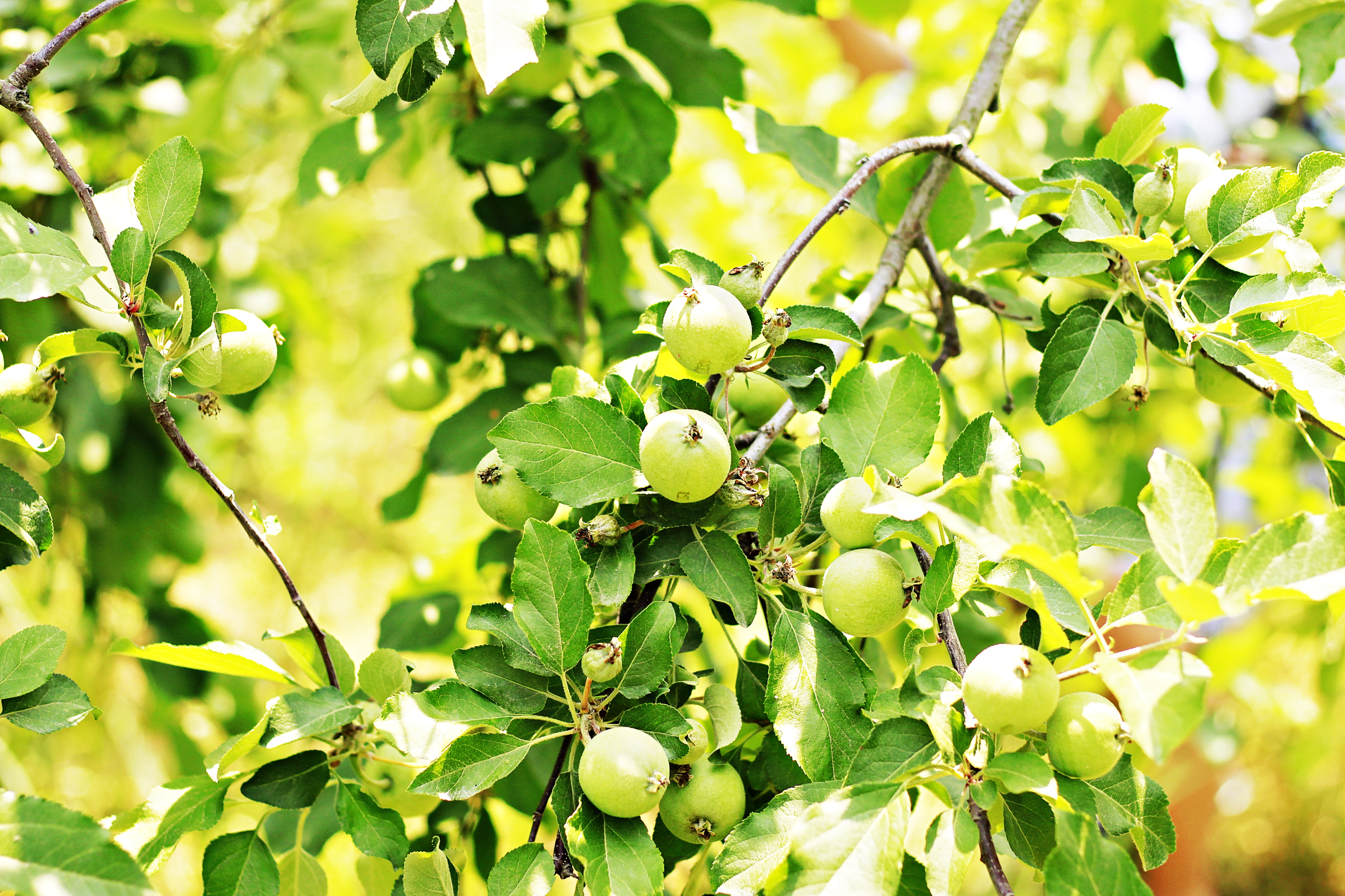 <b><p>Korean Kim Hye-ok Praised 10 tes condensing</p></b><b><p>韓国語 ギムヒェオクが 絶賛した 10空腹凝縮 0％ プトサグァ 粉末</p></b><br /><br /><p align='center'>